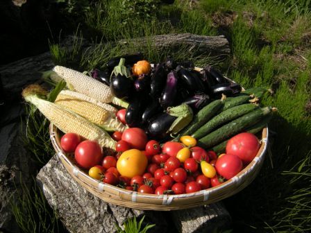 夏野菜 001.jpg