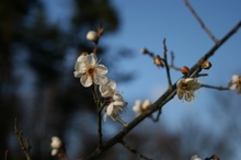 花見山 024.jpg