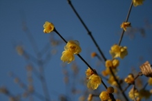 花見山 025.jpg
