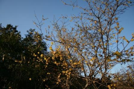 花見山 026.jpg