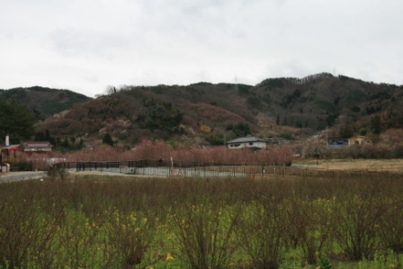 花見山22年 001.jpg