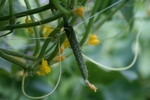 野菜 005.jpg