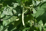 野菜 006.jpg