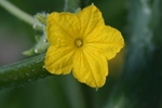野菜 007.jpg