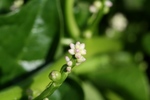野菜 011.jpg