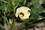 野菜 020.jpg