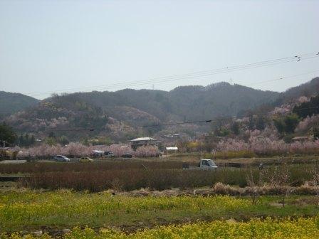 花見山　2011 004.jpg