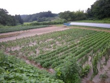 小豆畑農園 007.jpg