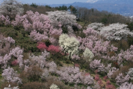 花見山 2011 004.jpg
