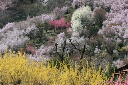 花見山 2011 009.jpg